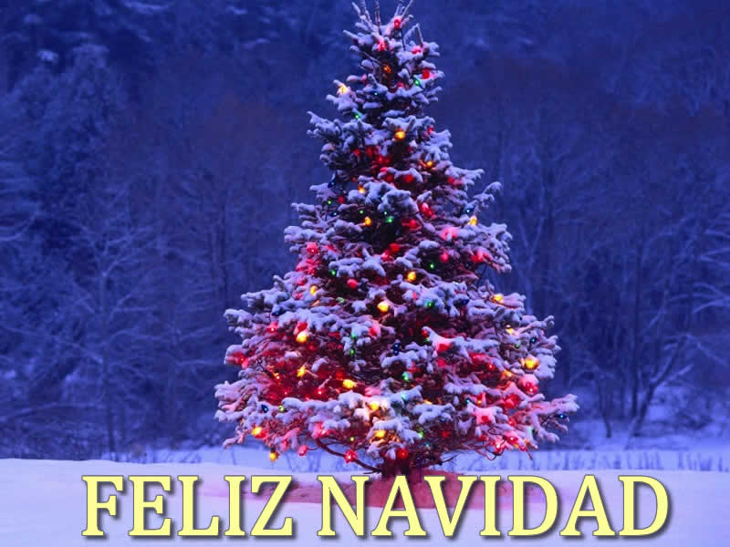 Imágenes Árbol de Navidad